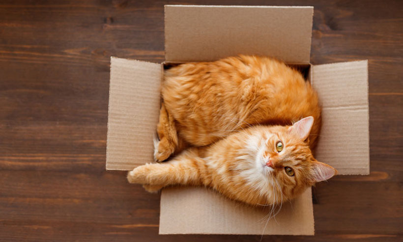 8 x verpakkingen upcyclen voor je huisdieren