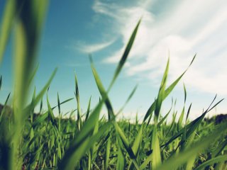 Verpakken met graspapier? Laat er geen gras over groeien
