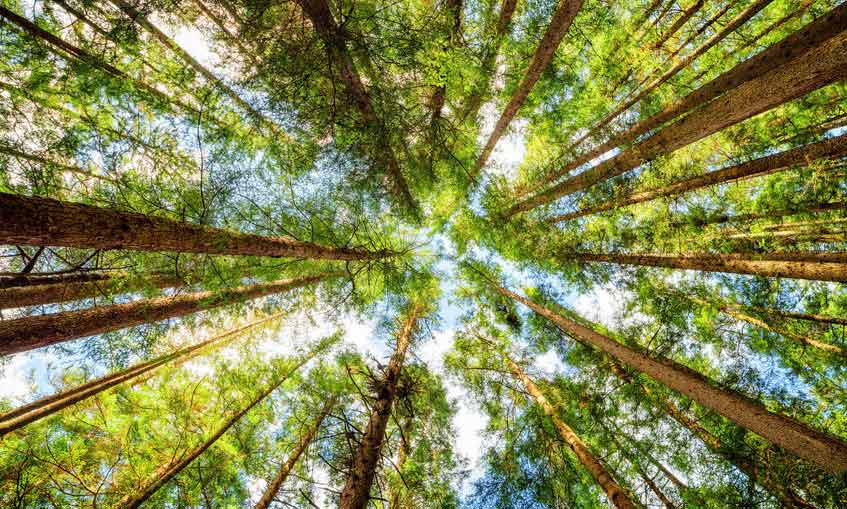 Hout als hernieuwbare grondstof van papier en karton